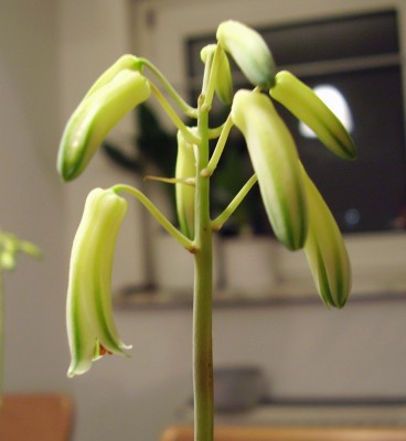 Aloe bakeri (11).JPG