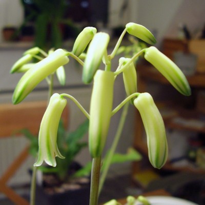 Aloe bakeri (8).JPG