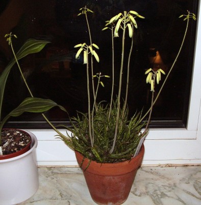 Aloe bakeri (3).JPG