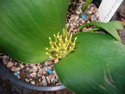 Massonia depressa (2).jpg