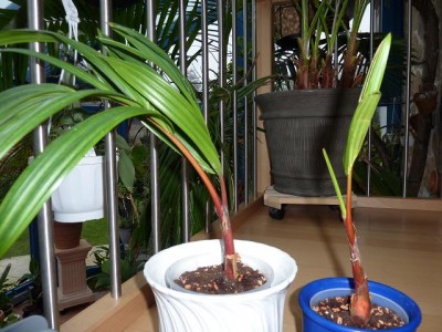 Rotstielpalme3.jpg
