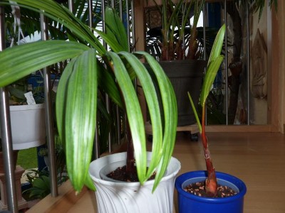 Rotstielpalme2.jpg