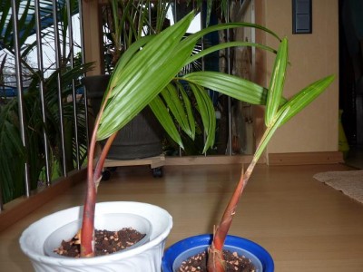 Rotstielpalme1.jpg