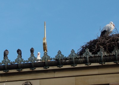 ....mit den stuttgarter dezemberstörchen.jpg