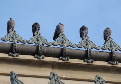ich bin ja kein taubenfan, .......jpg