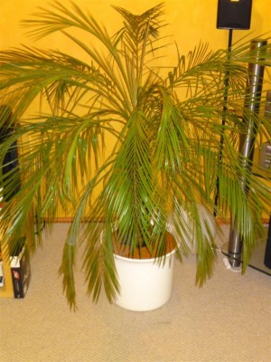 palme2 (Large).JPG