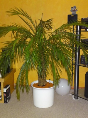 palme1 (Large).JPG