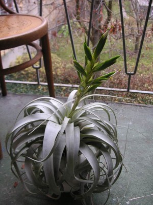Tillandsia und co 023_1000x1000_100KB.jpg