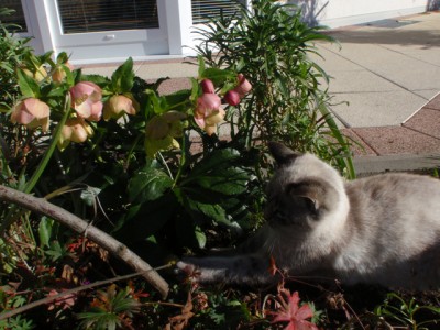 Silvio und Helleborus orientalis1.jpg