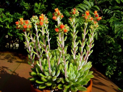 Echeveria ´Silvergreen´ (7).JPG