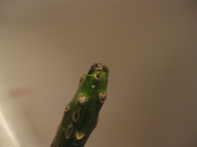 frangi-steckis 009.jpg