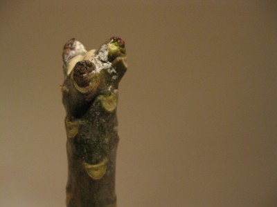 frangi-steckis 008.jpg