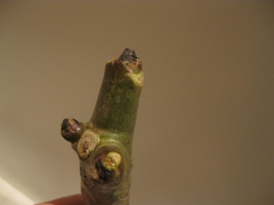 frangi-steckis 003.jpg