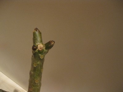 frangi-steckis 002.jpg