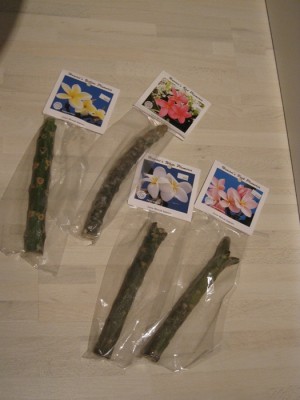 frangi-steckis 001.jpg