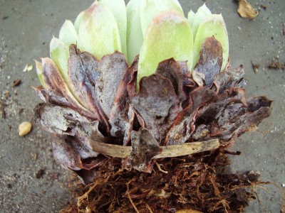 Echeveria elegans (12).JPG