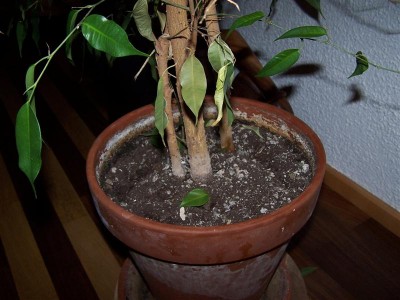 100_7483 (Medium).JPG