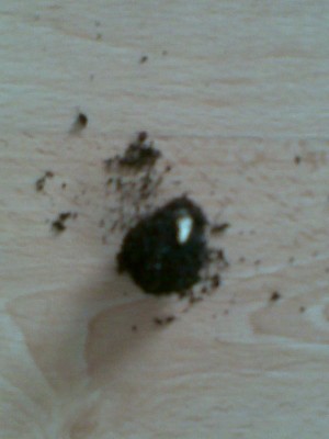 gekeimter Pritchardia maideniana-affinis Samen.jpg