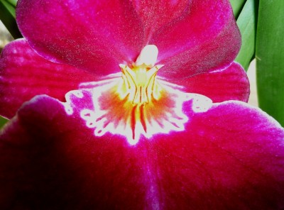 Miltonia red tide1.JPG