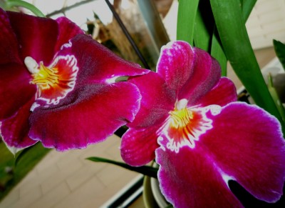 Miltonia red tide.JPG