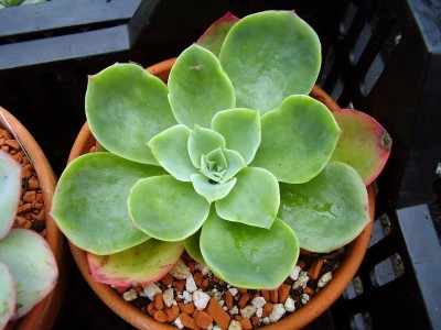 Echeveria ´Deleuil´ (2).JPG