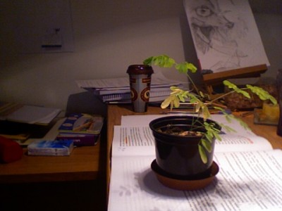Foto 420.jpg