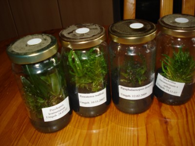 Dezember 2009 001.jpg