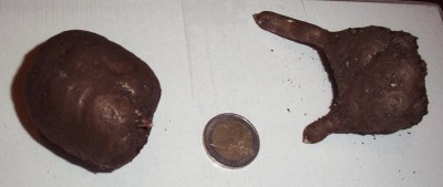 2009-12-11 Amorphophallus 003.jpg