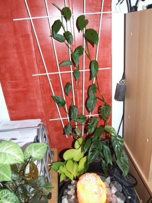 DSCF4652.JPG