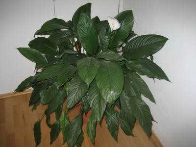 habitus.jpg