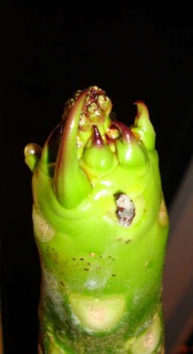 frangi-knospe.jpg