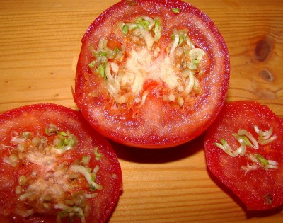 schwangere tomate.jpg