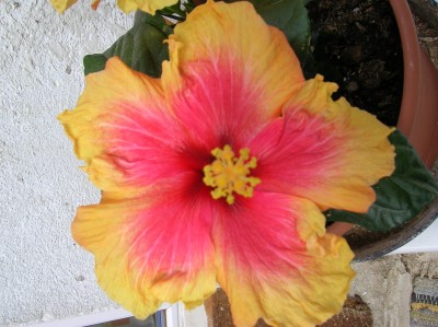 DSCN0753.JPG