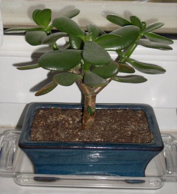 Crassula ovata (2).jpg