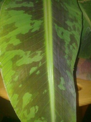 Blatt.jpg