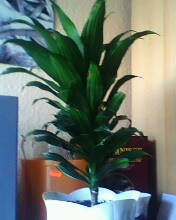 IMG0193A.jpg