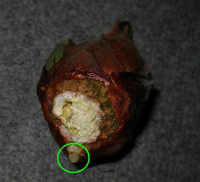 cycas2.jpg