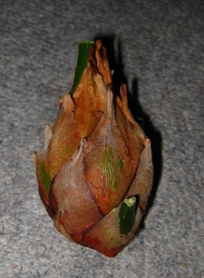 cycas1.jpg