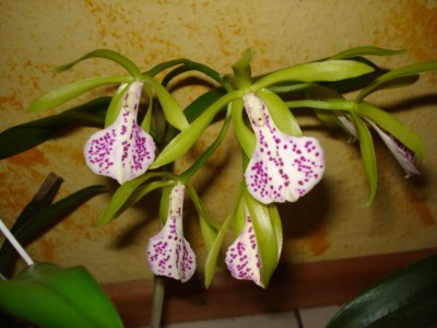 Dezember 2009 010.jpg