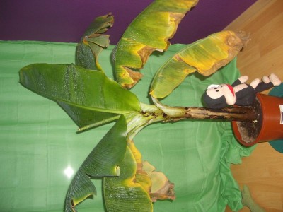 banane1.bmp.jpg