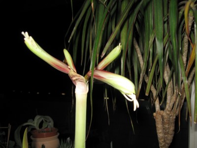 Amaryllis1.jpg