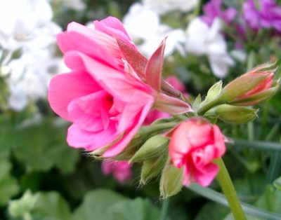 pelargonie - pink.jpg