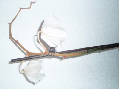 20091219_0001.JPG