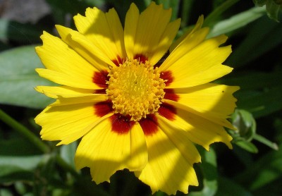 Mädchenauge - Sterntaler - Coreopsis lanceolata.JPG