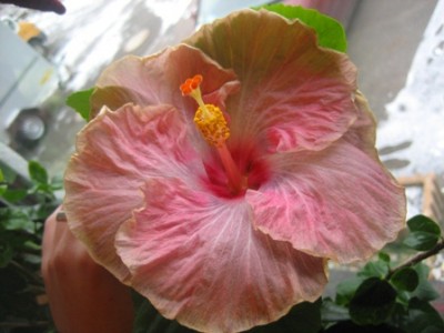 PillowTalkWinterblüte.JPG