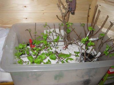 Größenänderung IMG_1260.JPG