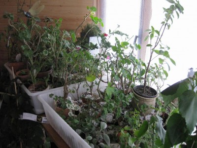 Größenänderung IMG_1256.JPG