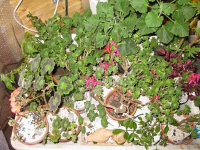 Größenänderung IMG_1255.JPG