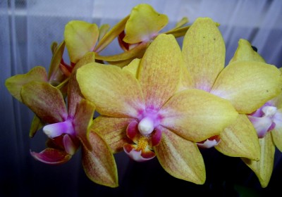 PIC_0008a.JPG