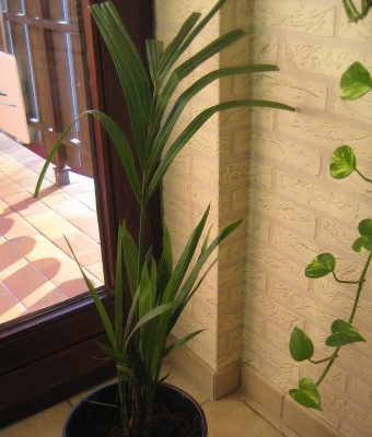 20091218_0001.JPG